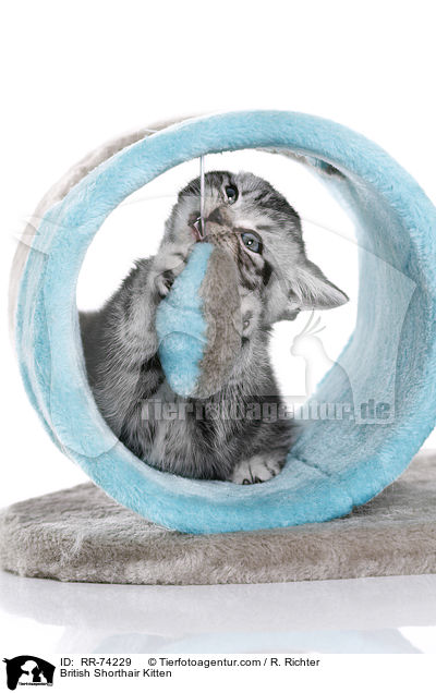 Britisch Kurzhaar Ktzchen / British Shorthair Kitten / RR-74229