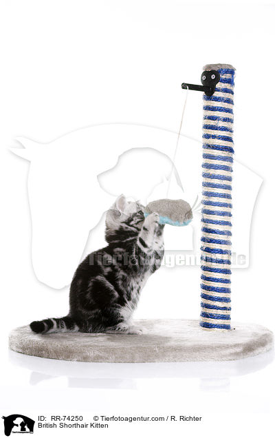 Britisch Kurzhaar Ktzchen / British Shorthair Kitten / RR-74250
