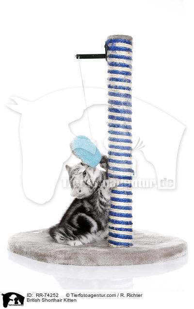 Britisch Kurzhaar Ktzchen / British Shorthair Kitten / RR-74252
