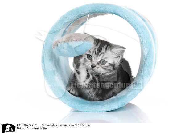 Britisch Kurzhaar Ktzchen / British Shorthair Kitten / RR-74263