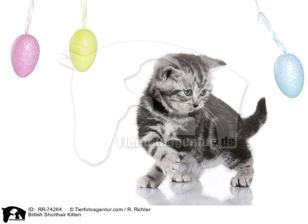 British Shorthair Kitten / RR-74264