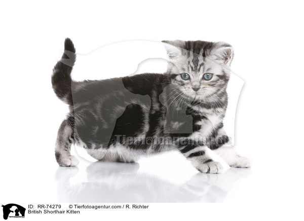 Britisch Kurzhaar Ktzchen / British Shorthair Kitten / RR-74279