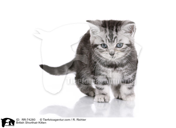 Britisch Kurzhaar Ktzchen / British Shorthair Kitten / RR-74280