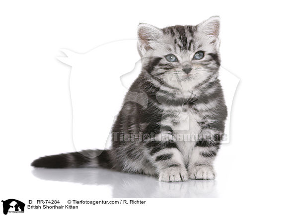 Britisch Kurzhaar Ktzchen / British Shorthair Kitten / RR-74284