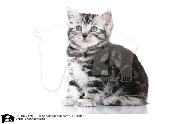 Britisch Kurzhaar Ktzchen / British Shorthair Kitten / RR-74288