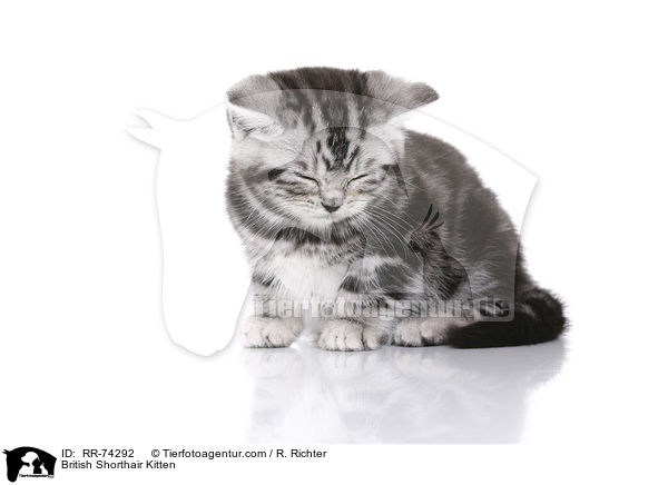 Britisch Kurzhaar Ktzchen / British Shorthair Kitten / RR-74292