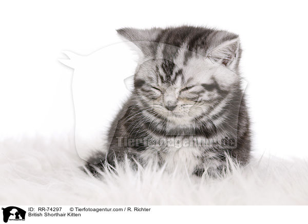 Britisch Kurzhaar Ktzchen / British Shorthair Kitten / RR-74297