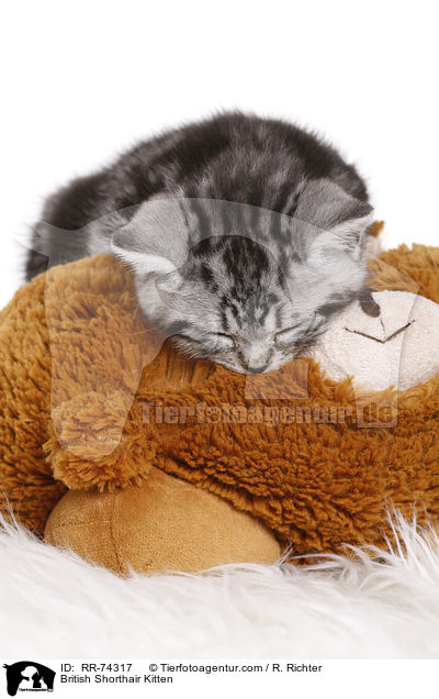 Britisch Kurzhaar Ktzchen / British Shorthair Kitten / RR-74317