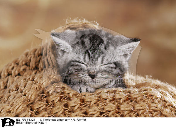 Britisch Kurzhaar Ktzchen / British Shorthair Kitten / RR-74327