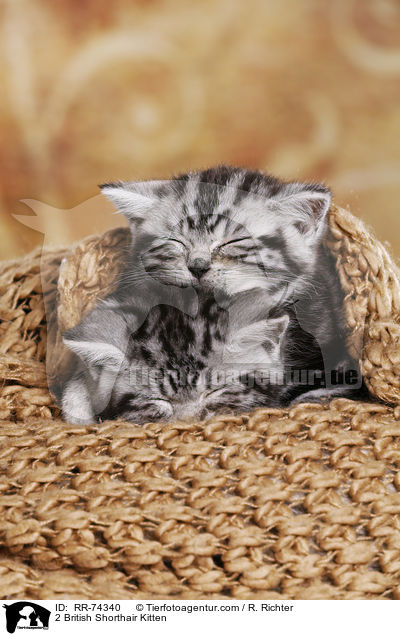 2 Britisch Kurzhaar Ktzchen / 2 British Shorthair Kitten / RR-74340