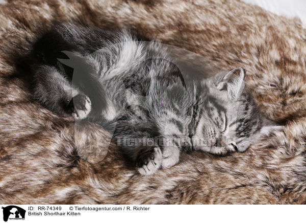Britisch Kurzhaar Ktzchen / British Shorthair Kitten / RR-74349