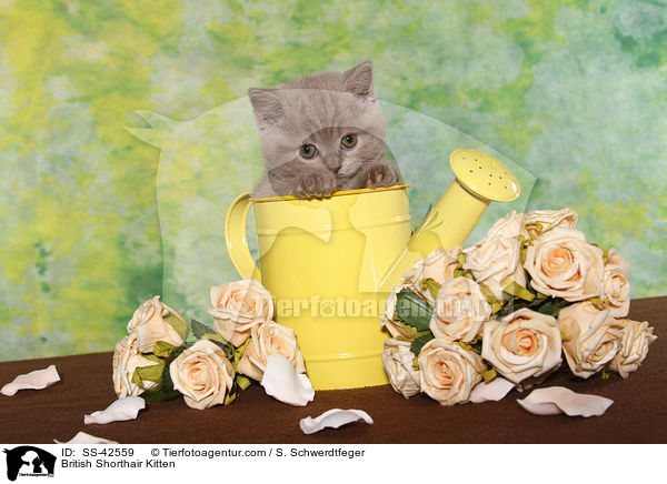 Britisch Kurzhaar Ktzchen / British Shorthair Kitten / SS-42559