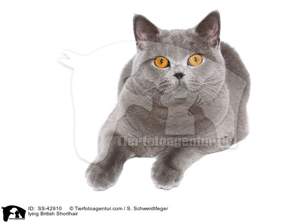 lying British Shorthair / SS-42910