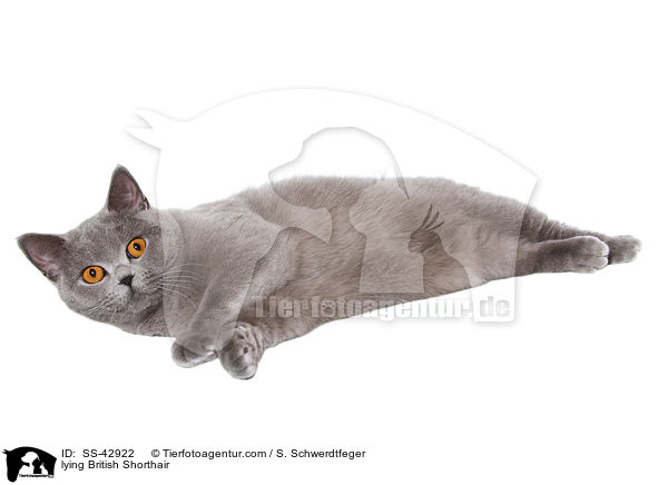 lying British Shorthair / SS-42922