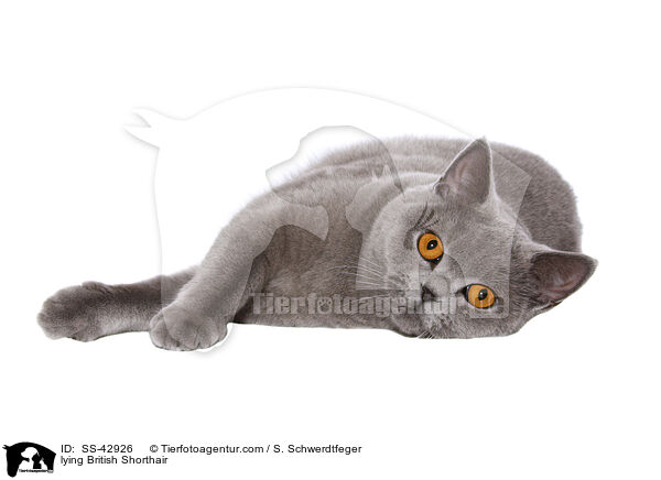 lying British Shorthair / SS-42926