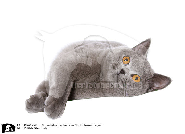 lying British Shorthair / SS-42928