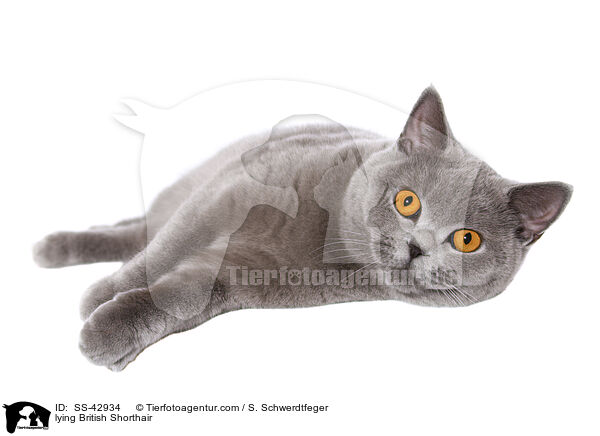lying British Shorthair / SS-42934