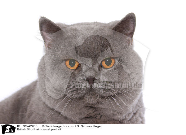 British Shorthair tomcat portrait / SS-42935
