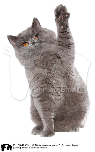 playing British Shorthair tomcat / SS-42939