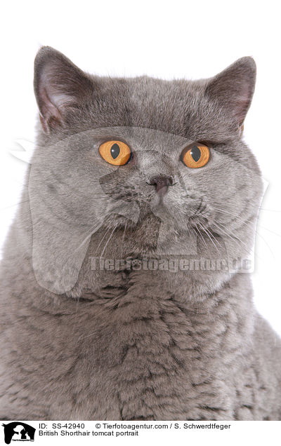 British Shorthair tomcat portrait / SS-42940