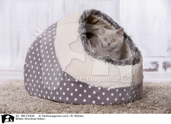 Britisch Kurzhaar Ktzchen / British Shorthair Kitten / RR-74936
