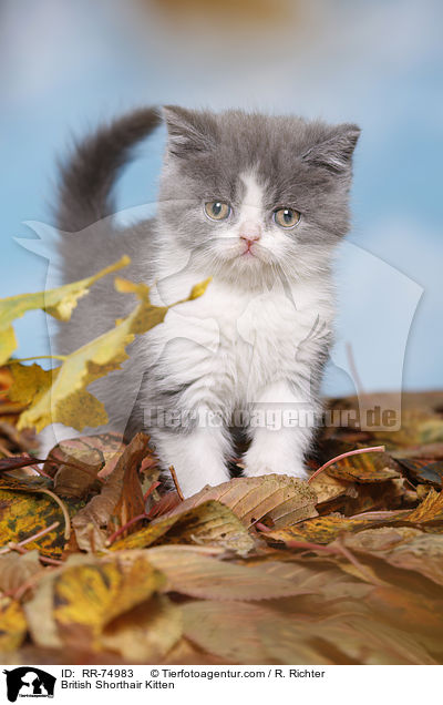 Britisch Kurzhaar Ktzchen / British Shorthair Kitten / RR-74983