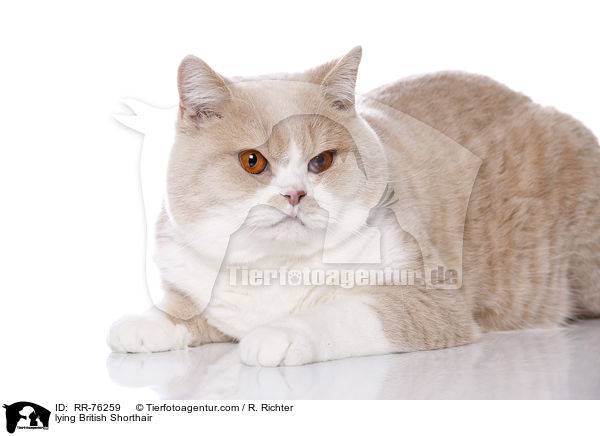 liegende Britisch Kurzhaar / lying British Shorthair / RR-76259