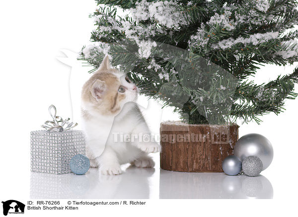 Britisch Kurzhaar Ktzchen / British Shorthair Kitten / RR-76266