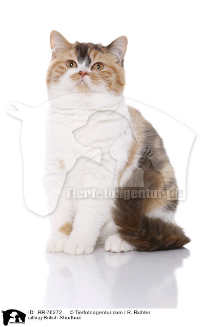 sitzende Britisch Kurzhaar / sitting British Shorthair / RR-76272