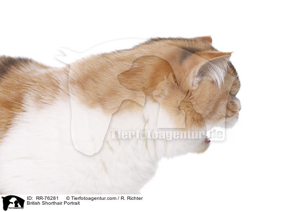 Britisch Kurzhaar Portrait / British Shorthair Portrait / RR-76281