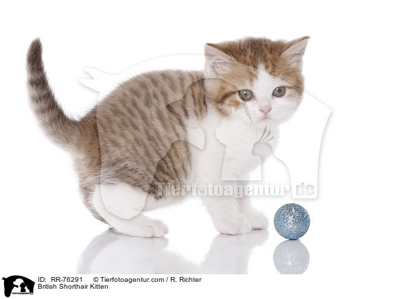 Britisch Kurzhaar Ktzchen / British Shorthair Kitten / RR-76291