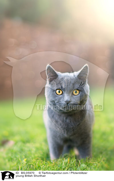 young British Shorthair / BS-05970