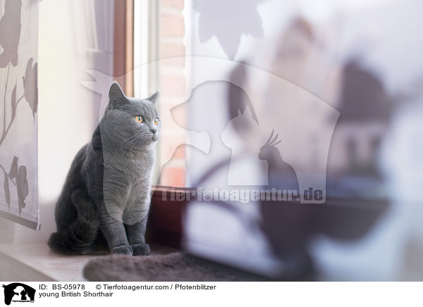 junge Britisch Kurzhaar / young British Shorthair / BS-05978