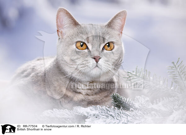 Britisch Kurzhaar im Schnee / British Shorthair in snow / RR-77504
