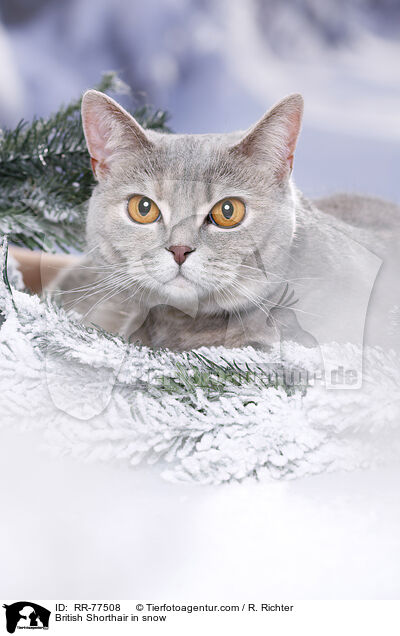 Britisch Kurzhaar im Schnee / British Shorthair in snow / RR-77508