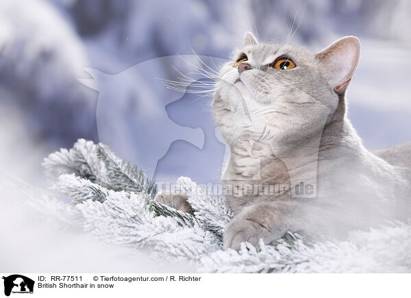 Britisch Kurzhaar im Schnee / British Shorthair in snow / RR-77511
