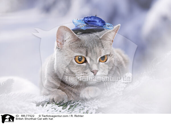Britisch Kurzhaar mit Hut / British Shorthair Cat with hat / RR-77522