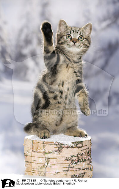 black-golden-tabby-classic British Shorthair / RR-77835