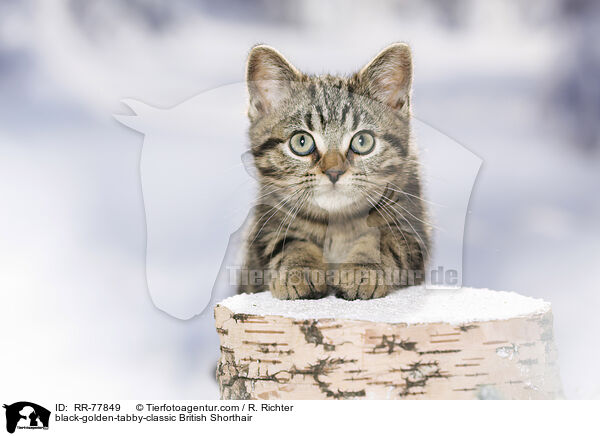 black-golden-tabby-classic Britisch Kurzhaar / black-golden-tabby-classic British Shorthair / RR-77849