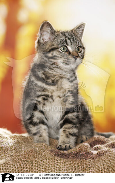 black-golden-tabby-classic Britisch Kurzhaar / black-golden-tabby-classic British Shorthair / RR-77851
