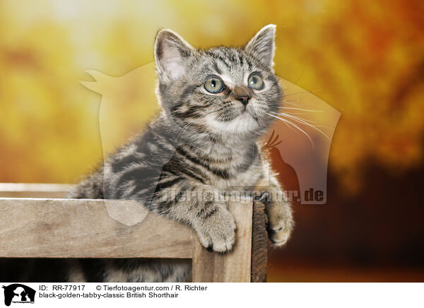 black-golden-tabby-classic Britisch Kurzhaar / black-golden-tabby-classic British Shorthair / RR-77917