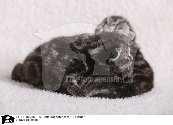 7 Tage altes Ktzchen / 7 days old kitten / RR-80285