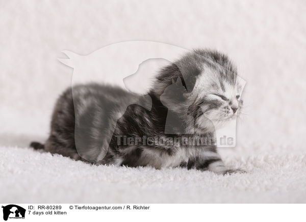 7 Tage altes Ktzchen / 7 days old kitten / RR-80289