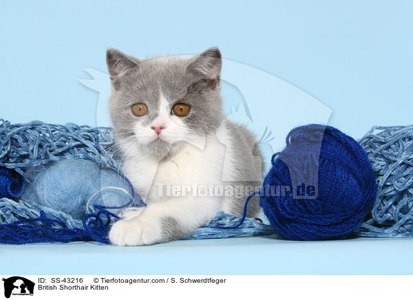 Britisch Kurzhaar Ktzchen / British Shorthair Kitten / SS-43216