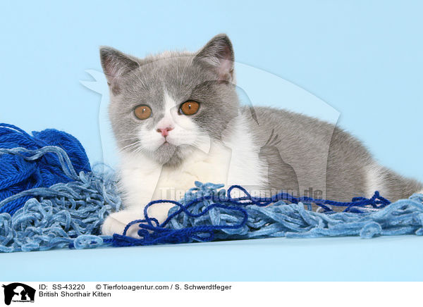 Britisch Kurzhaar Ktzchen / British Shorthair Kitten / SS-43220