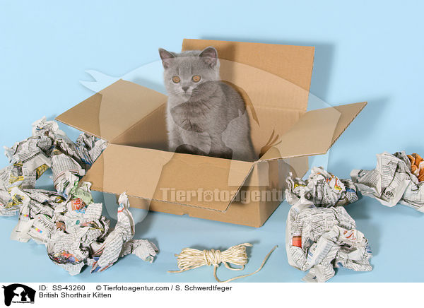 British Shorthair Kitten / SS-43260