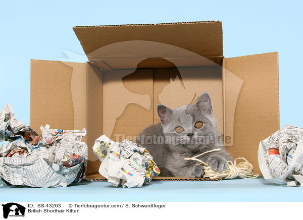 Britisch Kurzhaar Ktzchen / British Shorthair Kitten / SS-43263