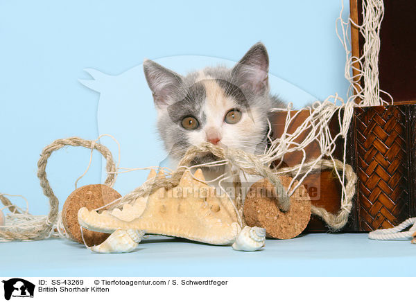 Britisch Kurzhaar Ktzchen / British Shorthair Kitten / SS-43269