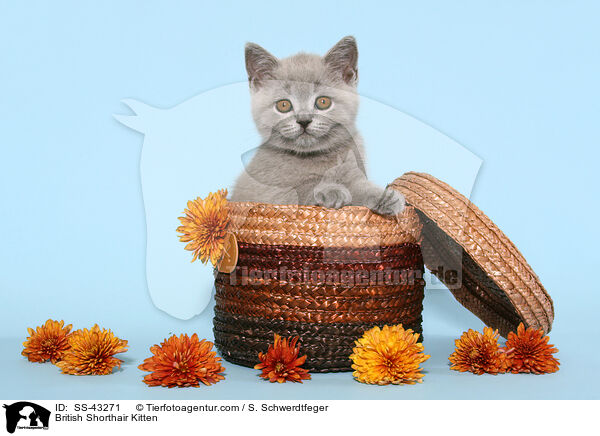 British Shorthair Kitten / SS-43271