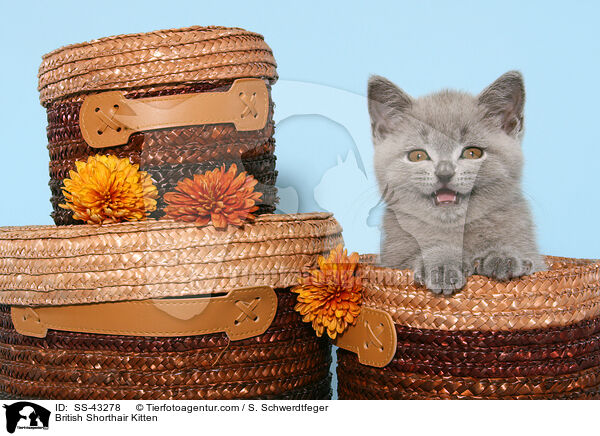 British Shorthair Kitten / SS-43278
